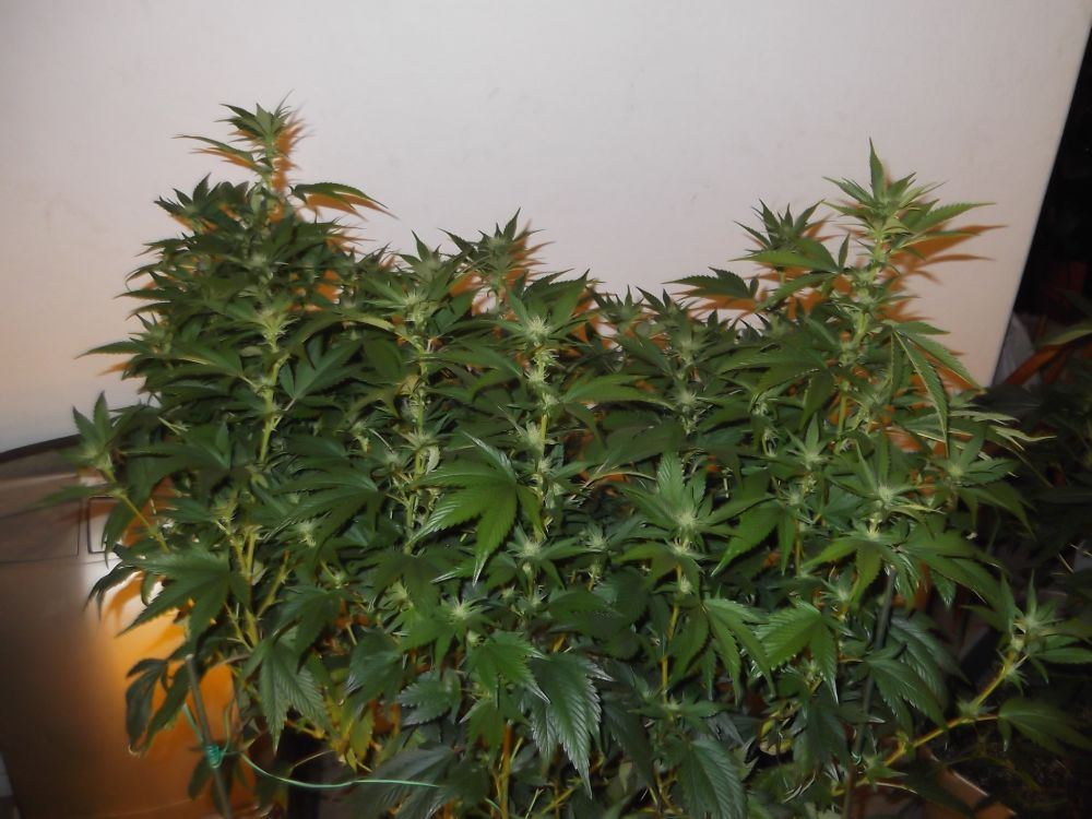 Jamaicon og