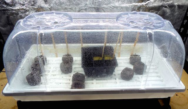 Jan27   cracking seeds