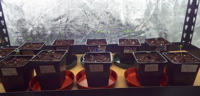 Jan 27 seedlings