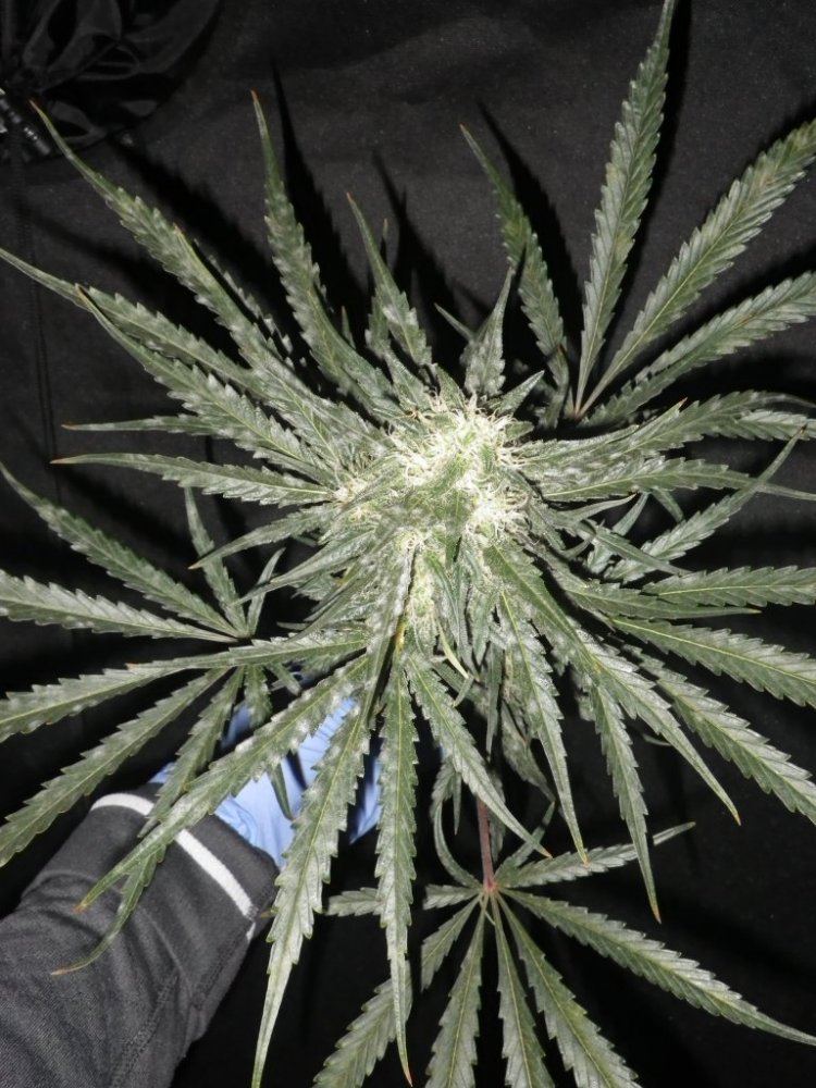 Jan winter garden 2015 004