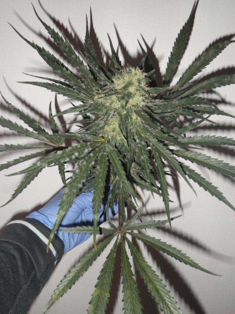 Jan winter garden 2015 005