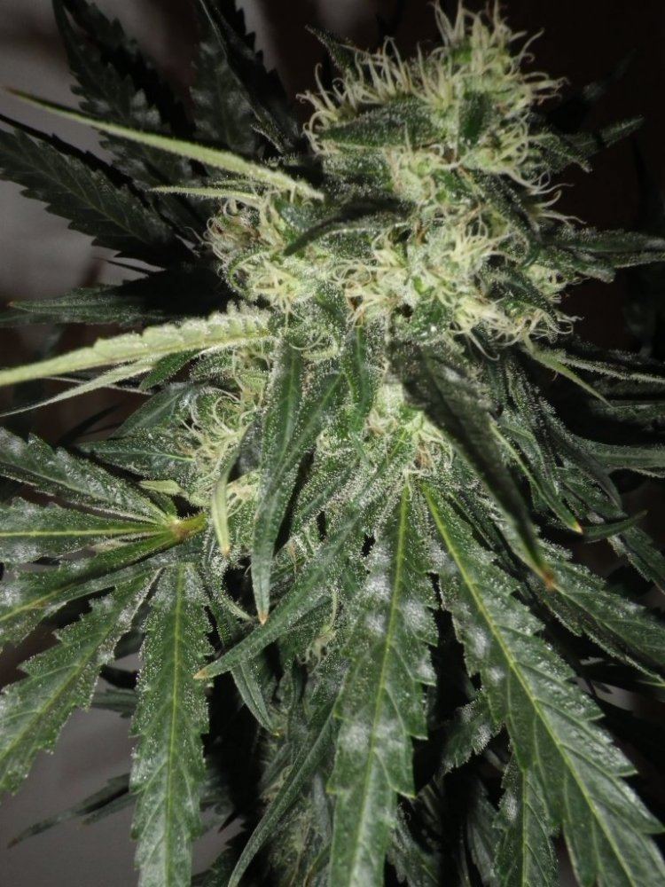 Jan winter garden 2015 006