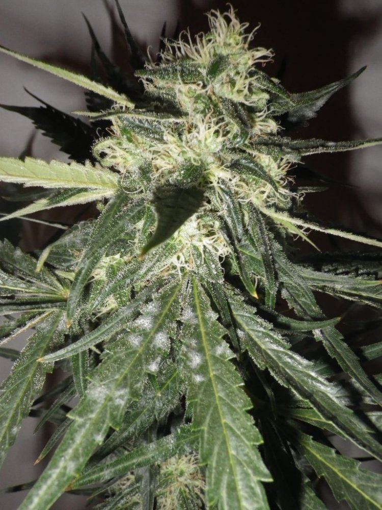 Jan winter garden 2015 007