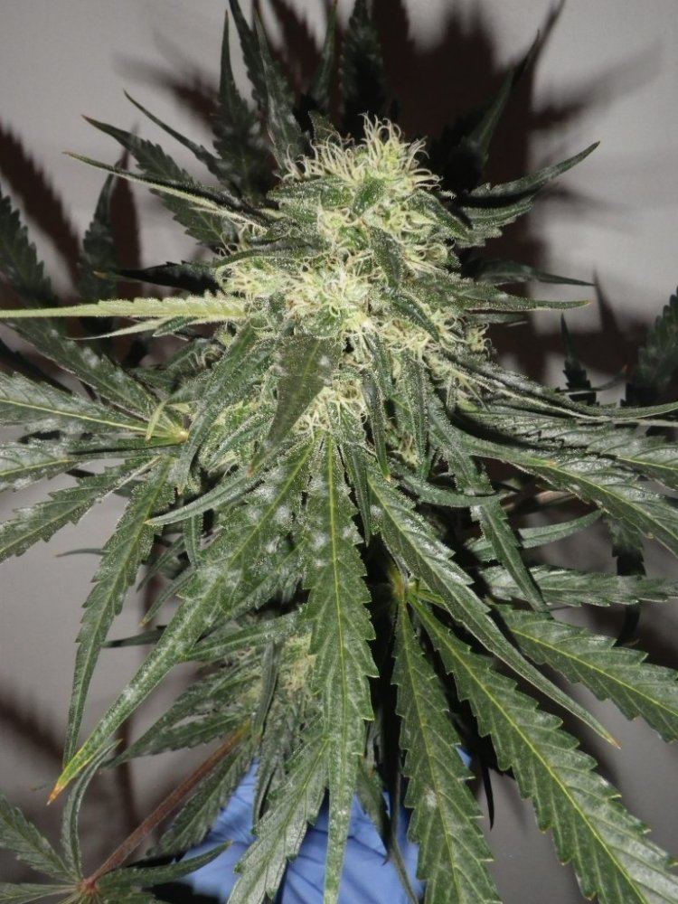 Jan winter garden 2015 008