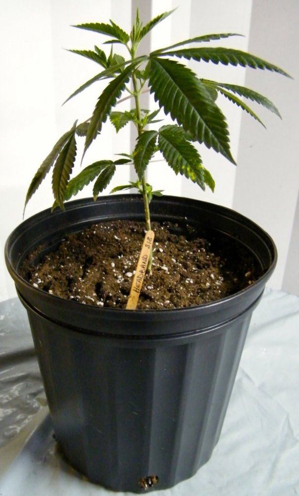 Jan12th Headband 818