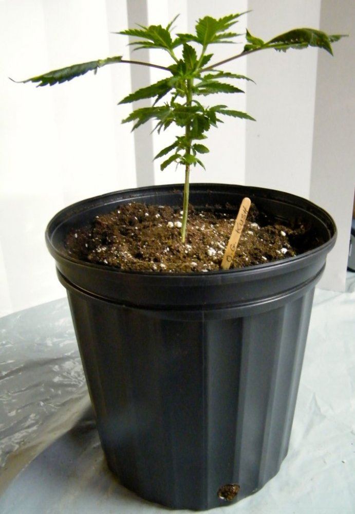 Jan12th OG Kush