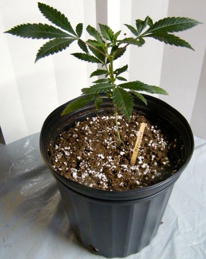 Jan12th Romulan