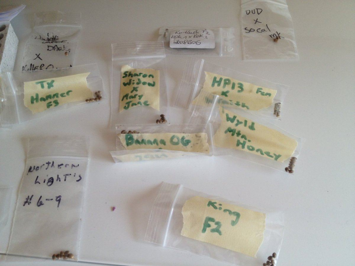 Jan2013beans 3