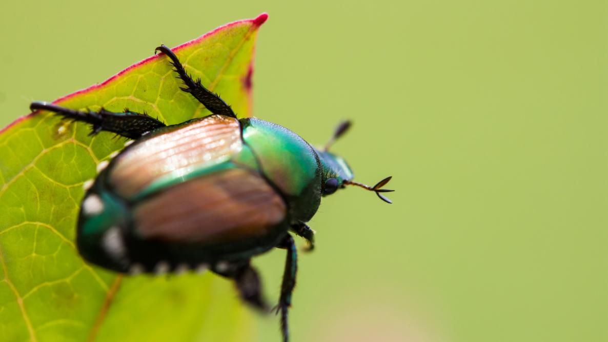 Japanese beetle garden pest bug 0