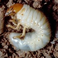 Japanese Beetle Grub