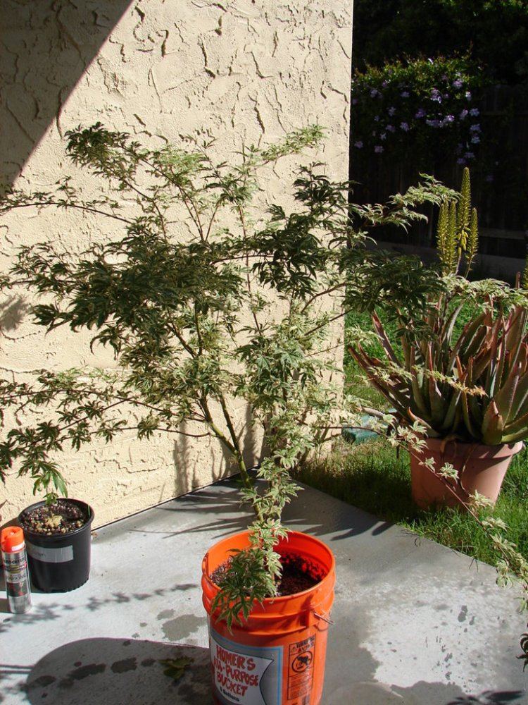 Japanese maple 3