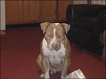 Jasper
