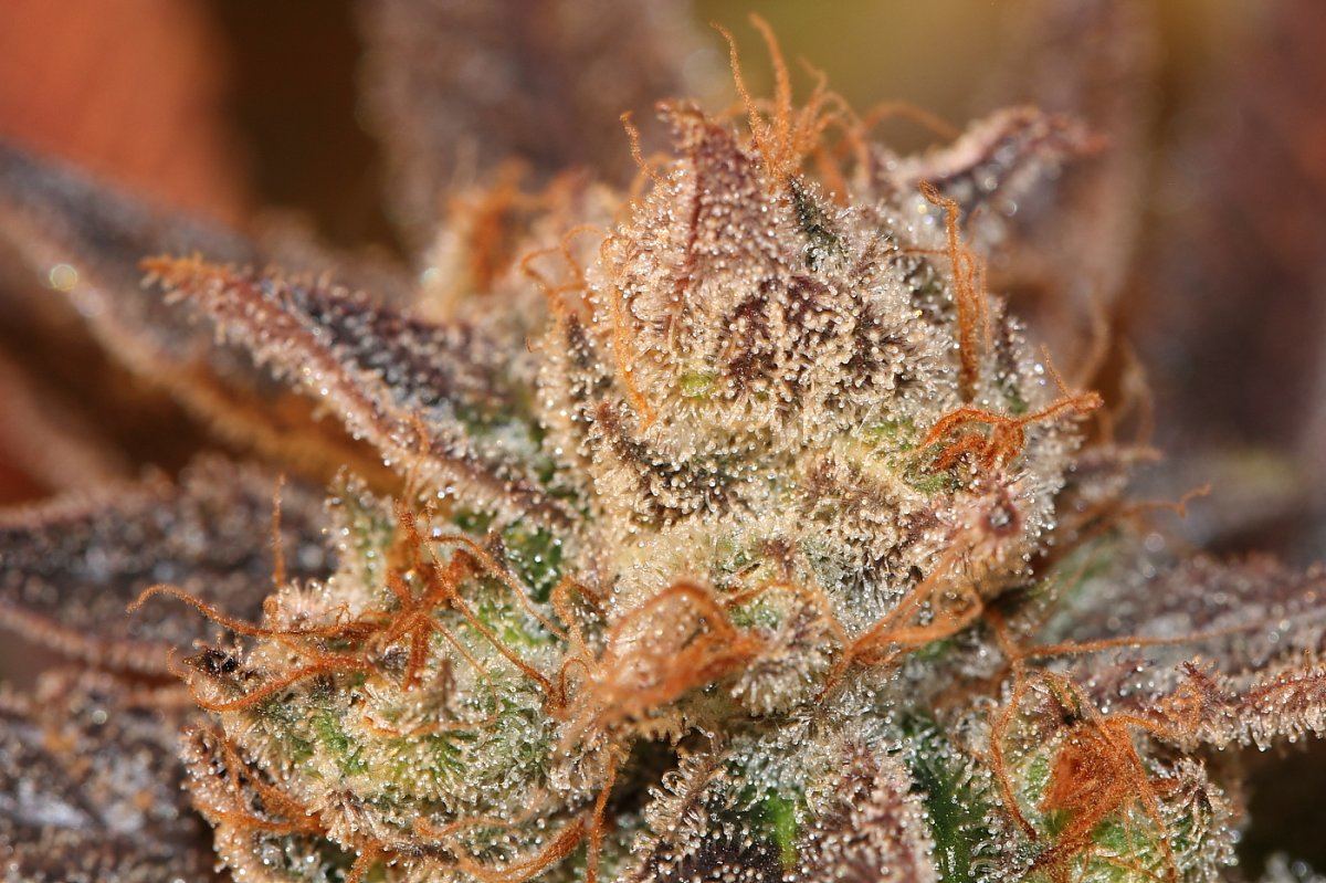 Jazz1