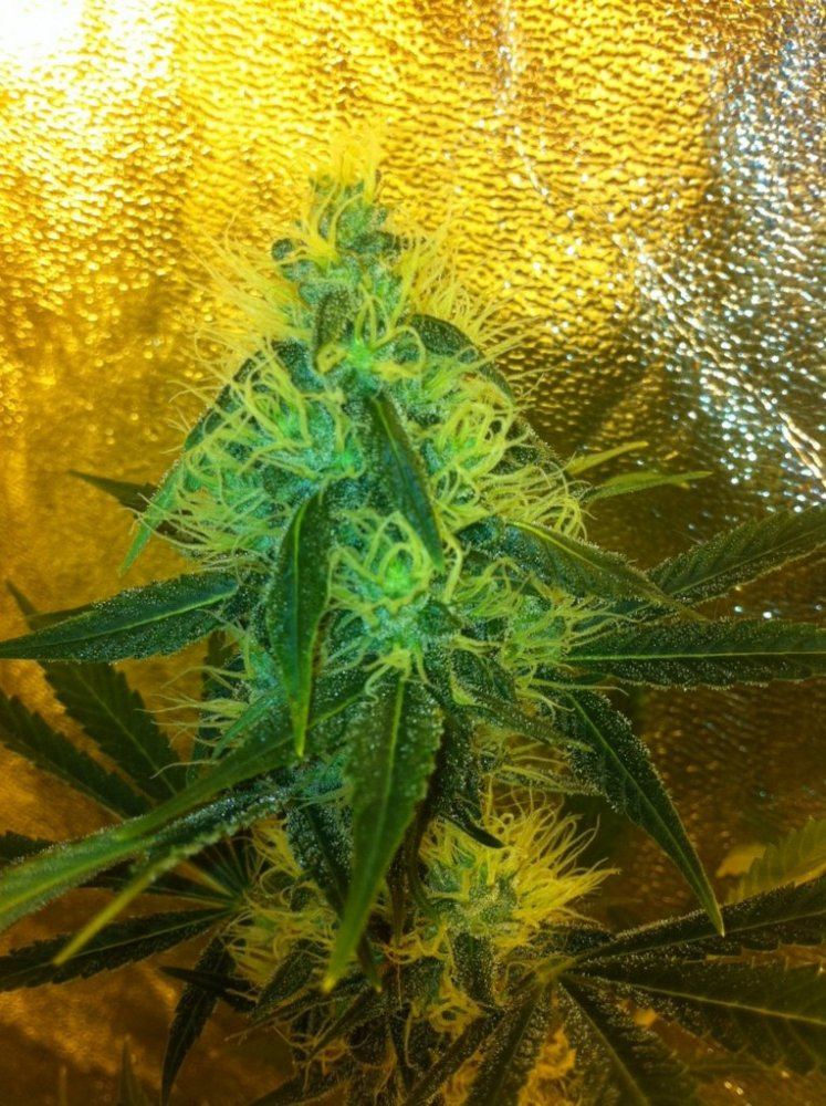 JB1 2 day 40 flower