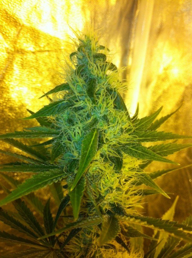 JB1 day 40 flower