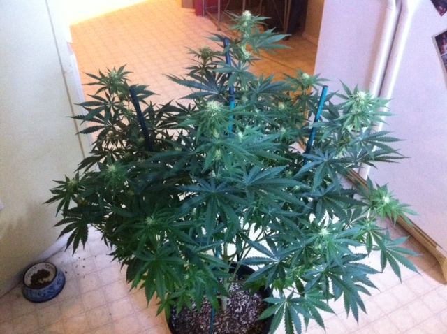 Jb3 2 day 19 flower