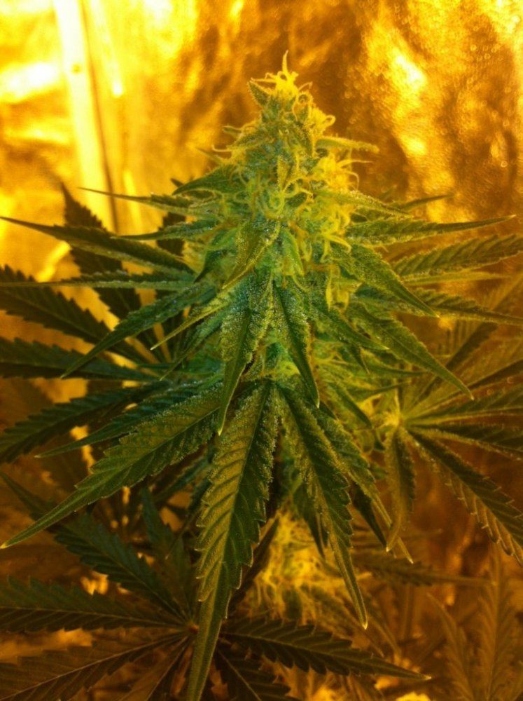 JB3 2 day 40 flower
