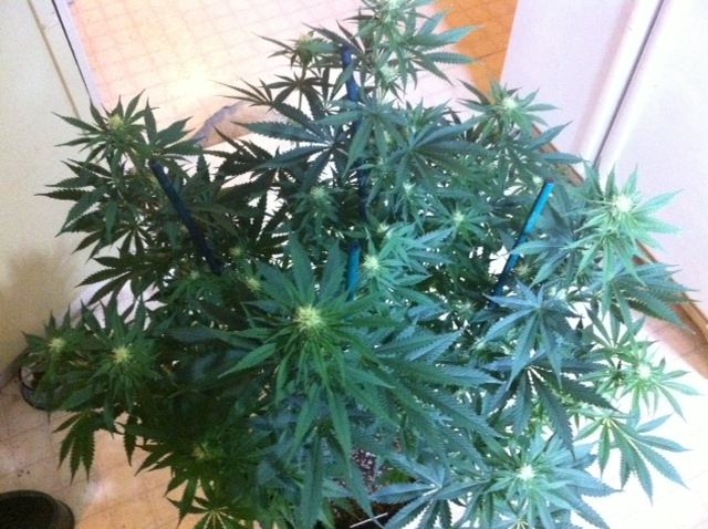 Jb3 3 day 19 flower