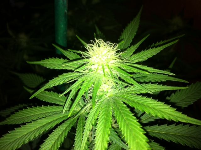 Jb3 day 19 flower