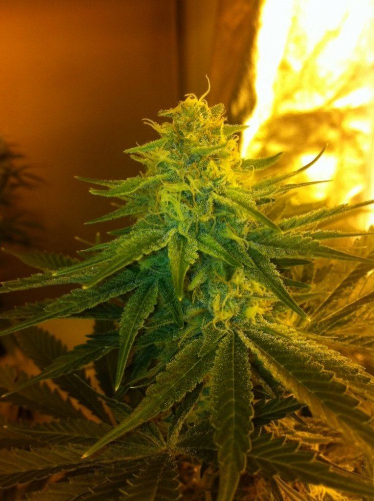 JB3 day 40 flower