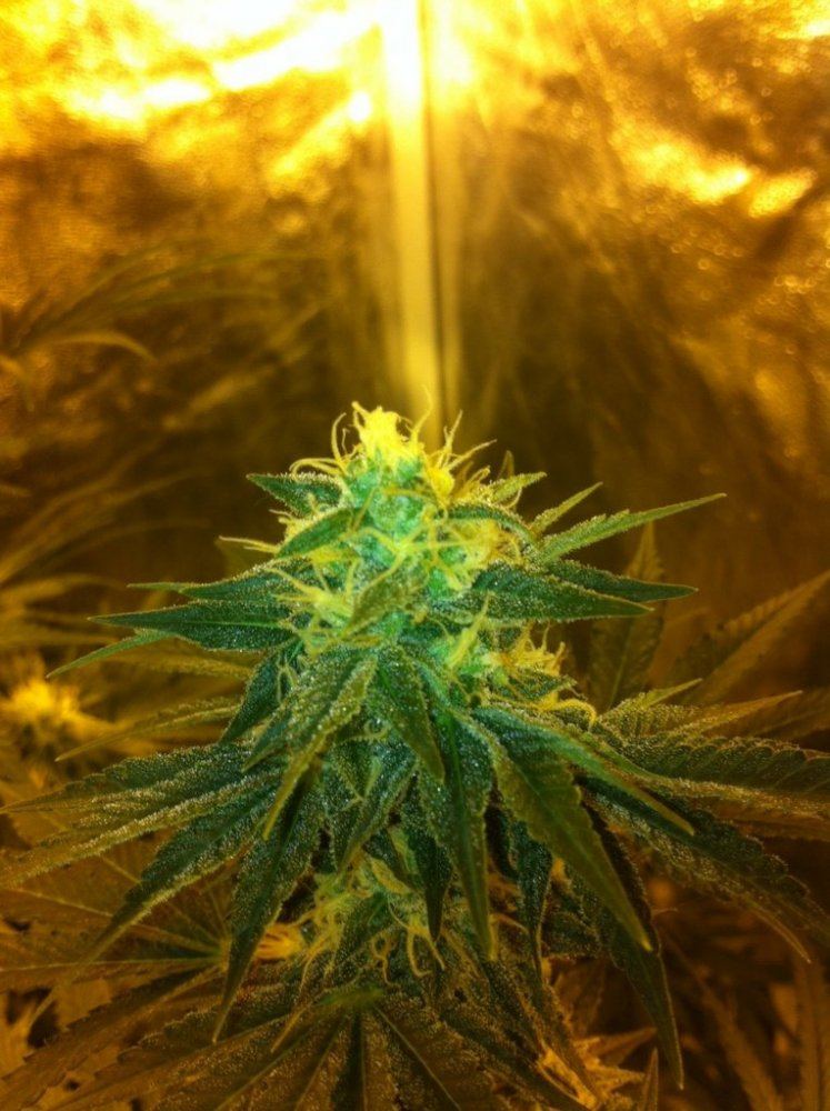 JB5 2 day 40 flower