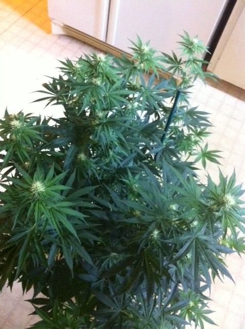 Jb5 3 day 19 flower