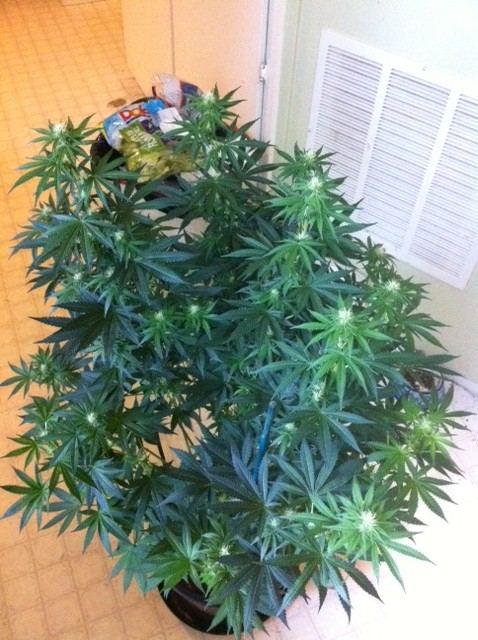 Jb5 day 19 flower