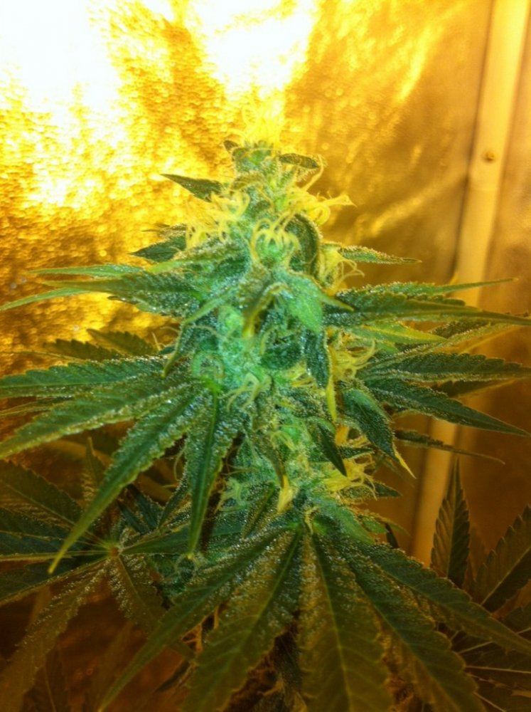 JB5 day 40 flower