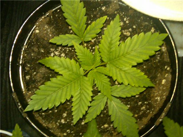 Jc top view 1 gal