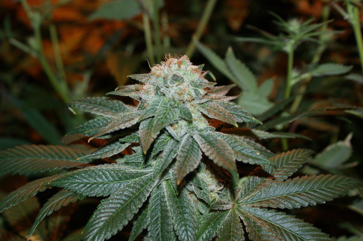 Jdog kushxherijuana 2