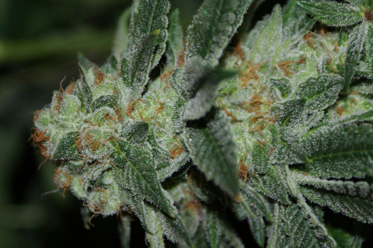 Jdog kushxherijuana 3