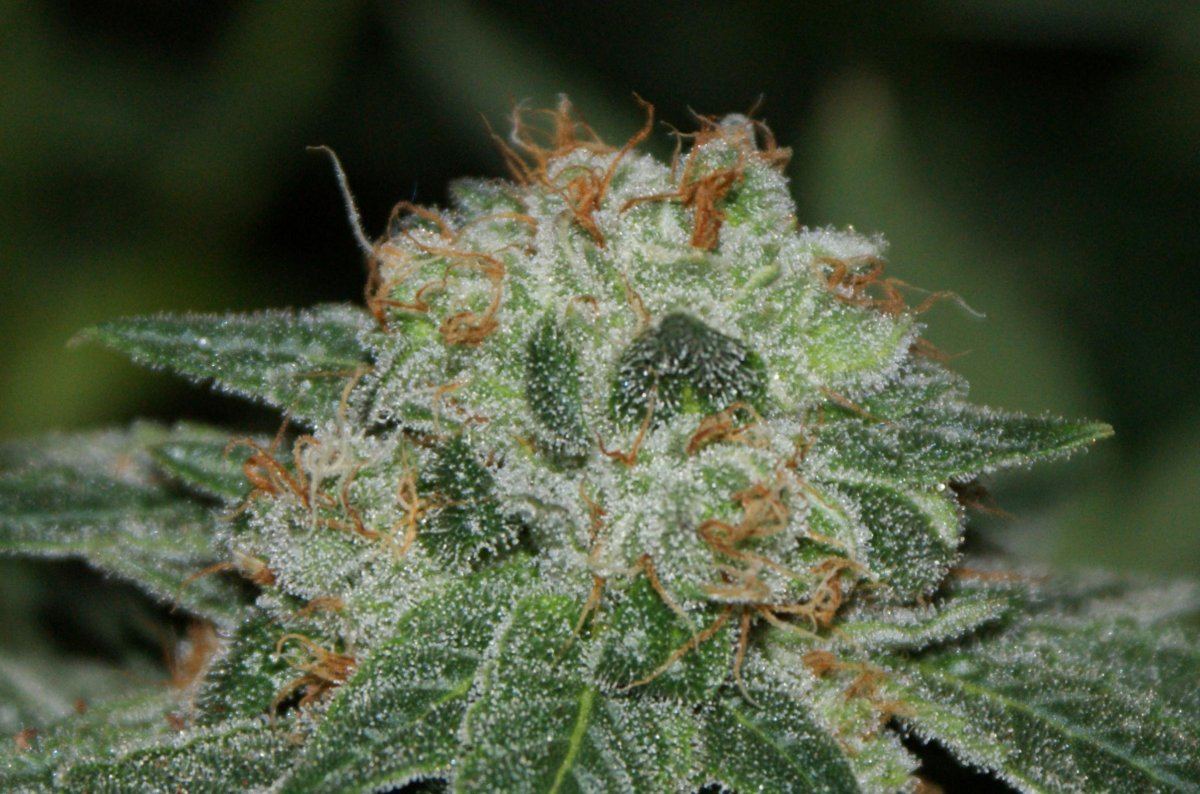Jdog kushxherijuana 4