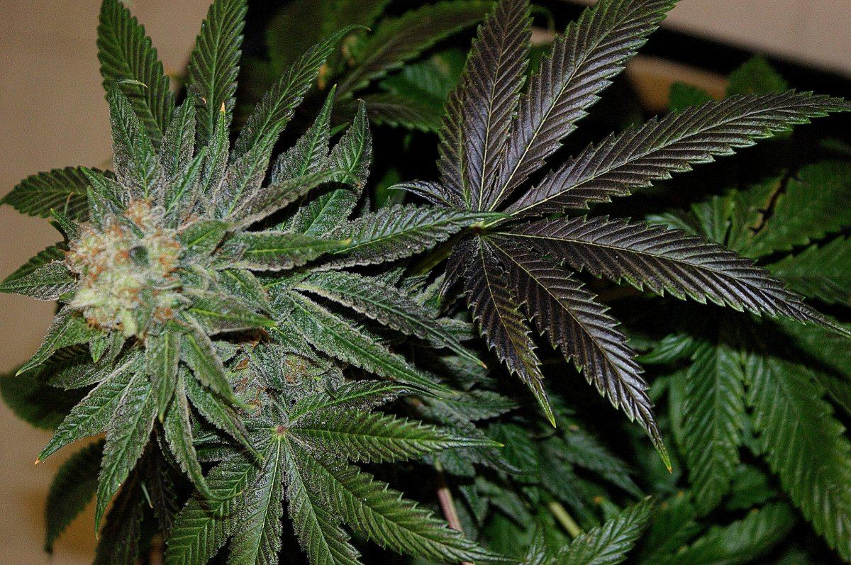 Jdog kushxherijuana 5