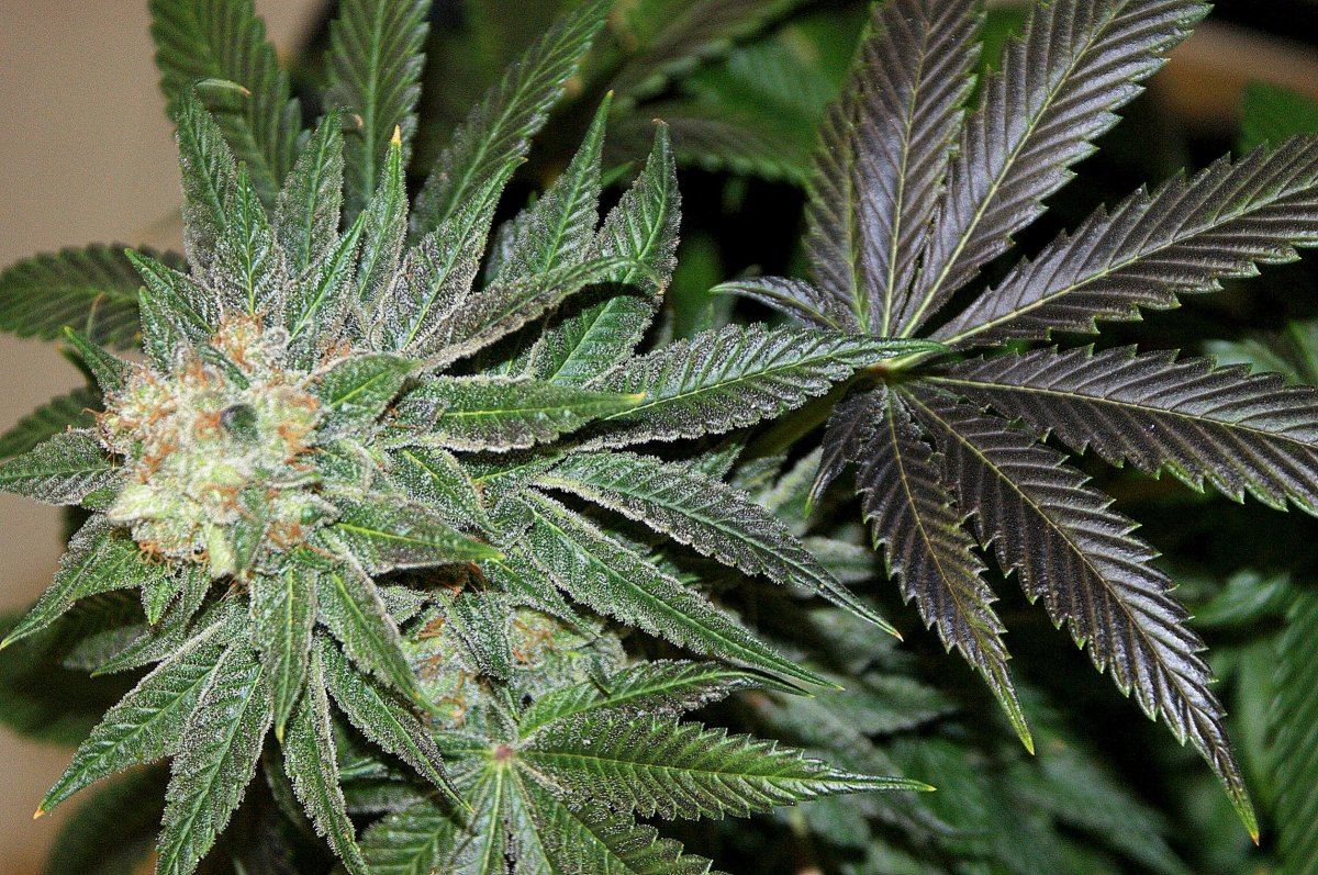Jdog kushxherijuana 6