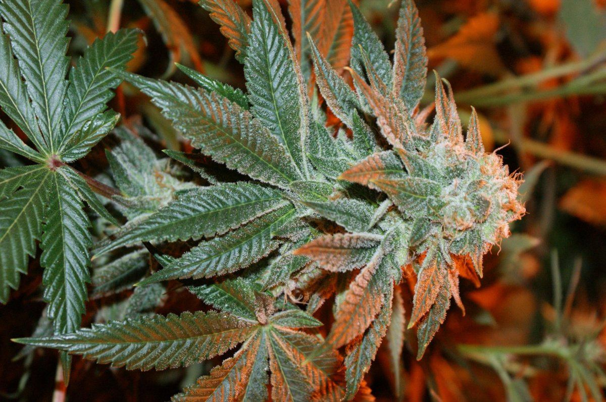 Jdog kushxherijuana