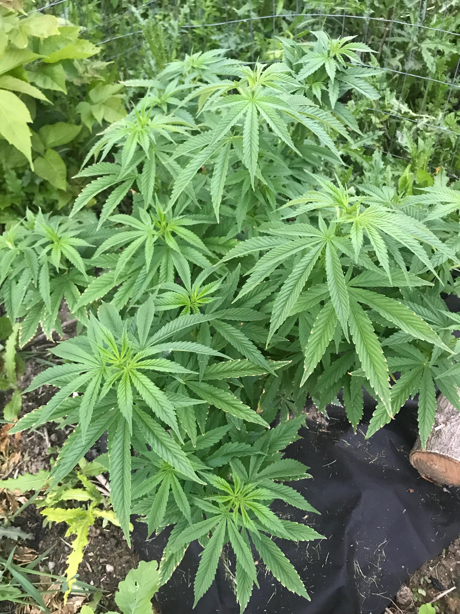 Jeckyl passion michigan