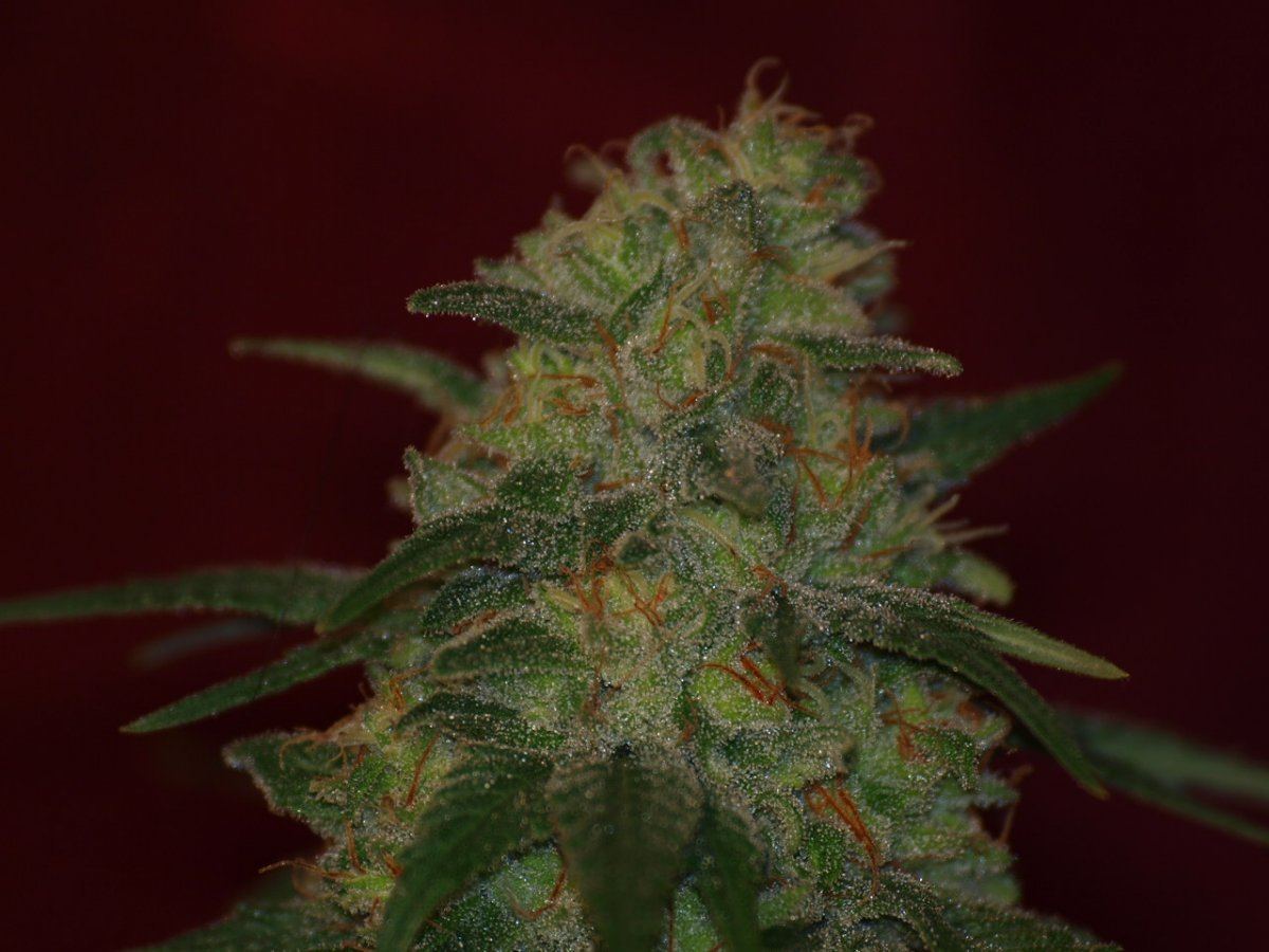 Jedi 6