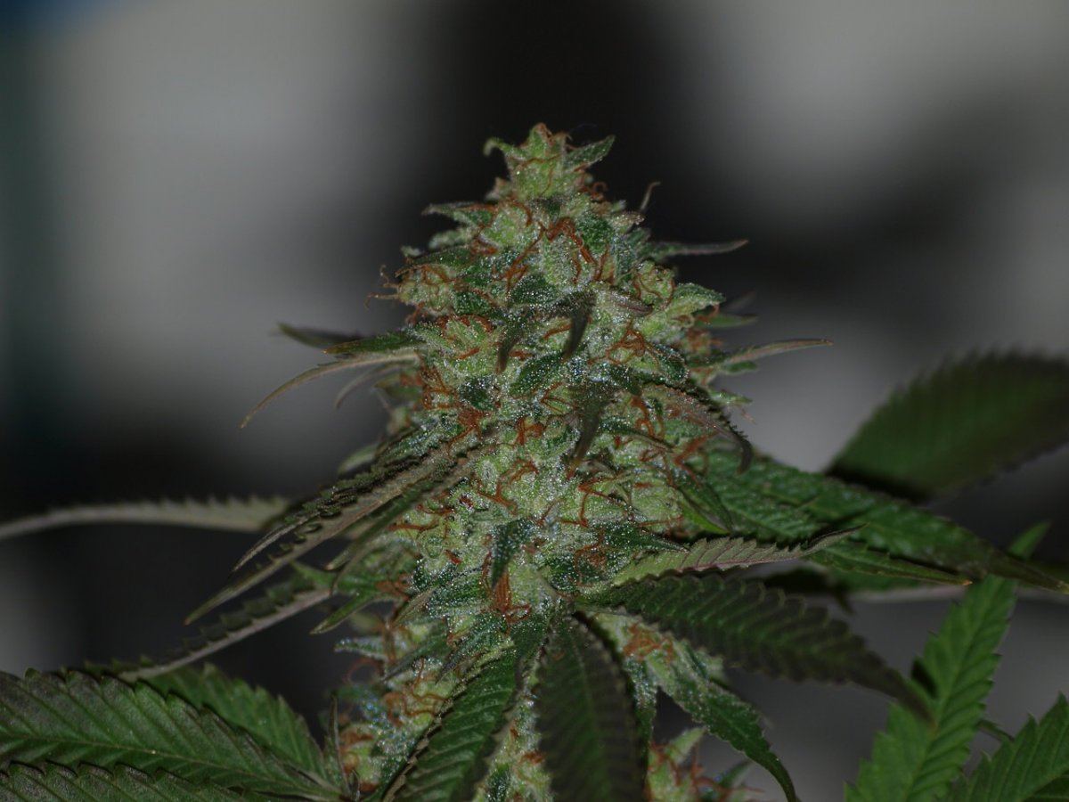 JEDI 72