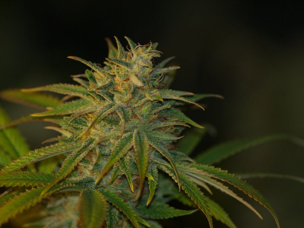 JEDI 81