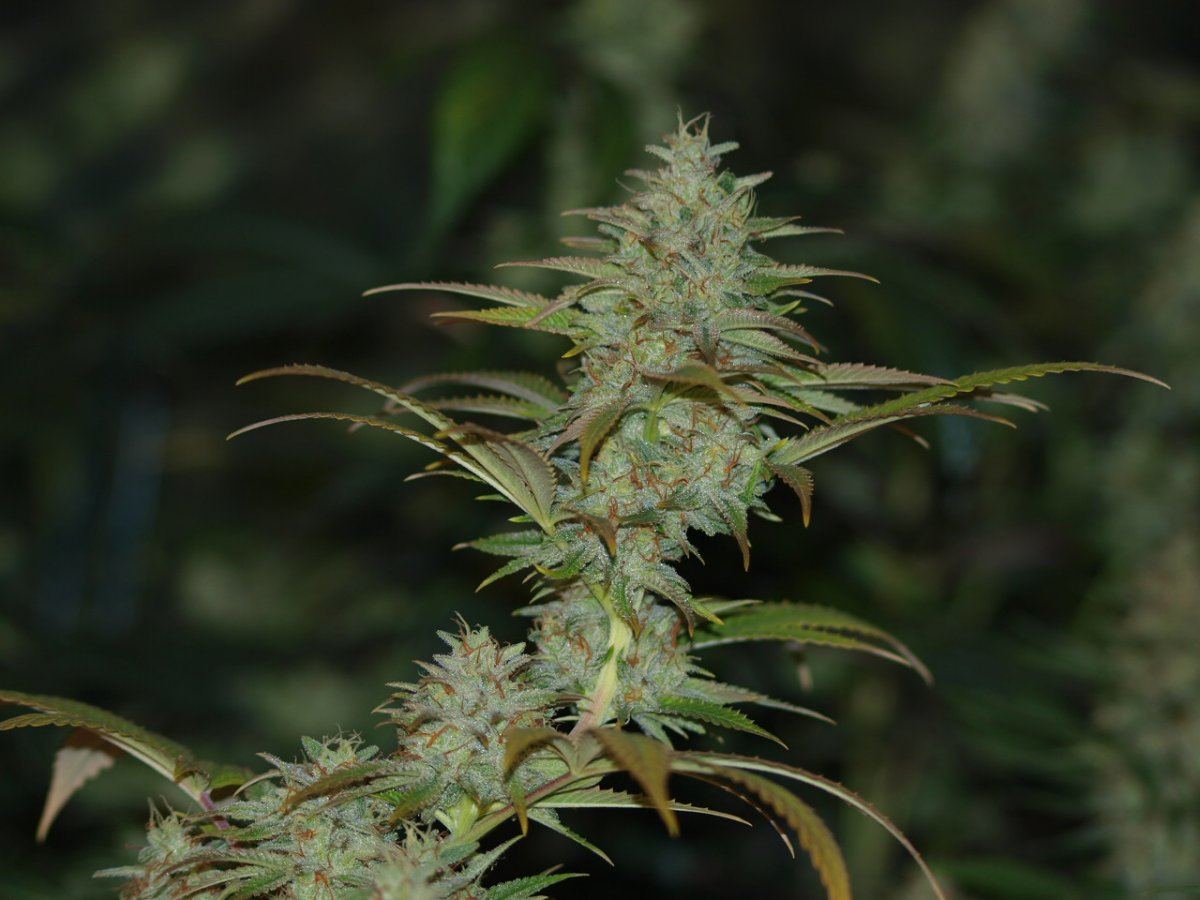 JEDI 82