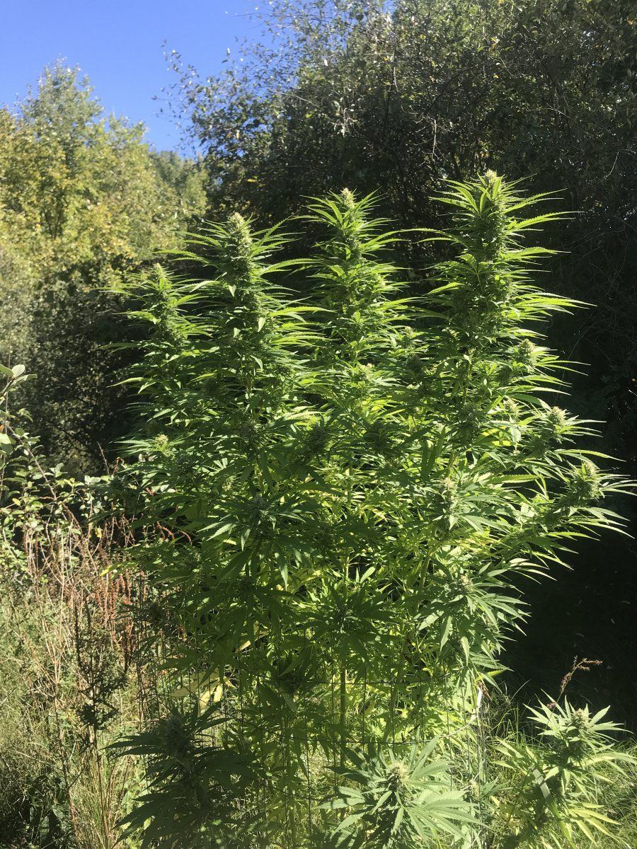 Jekyll passion 1 