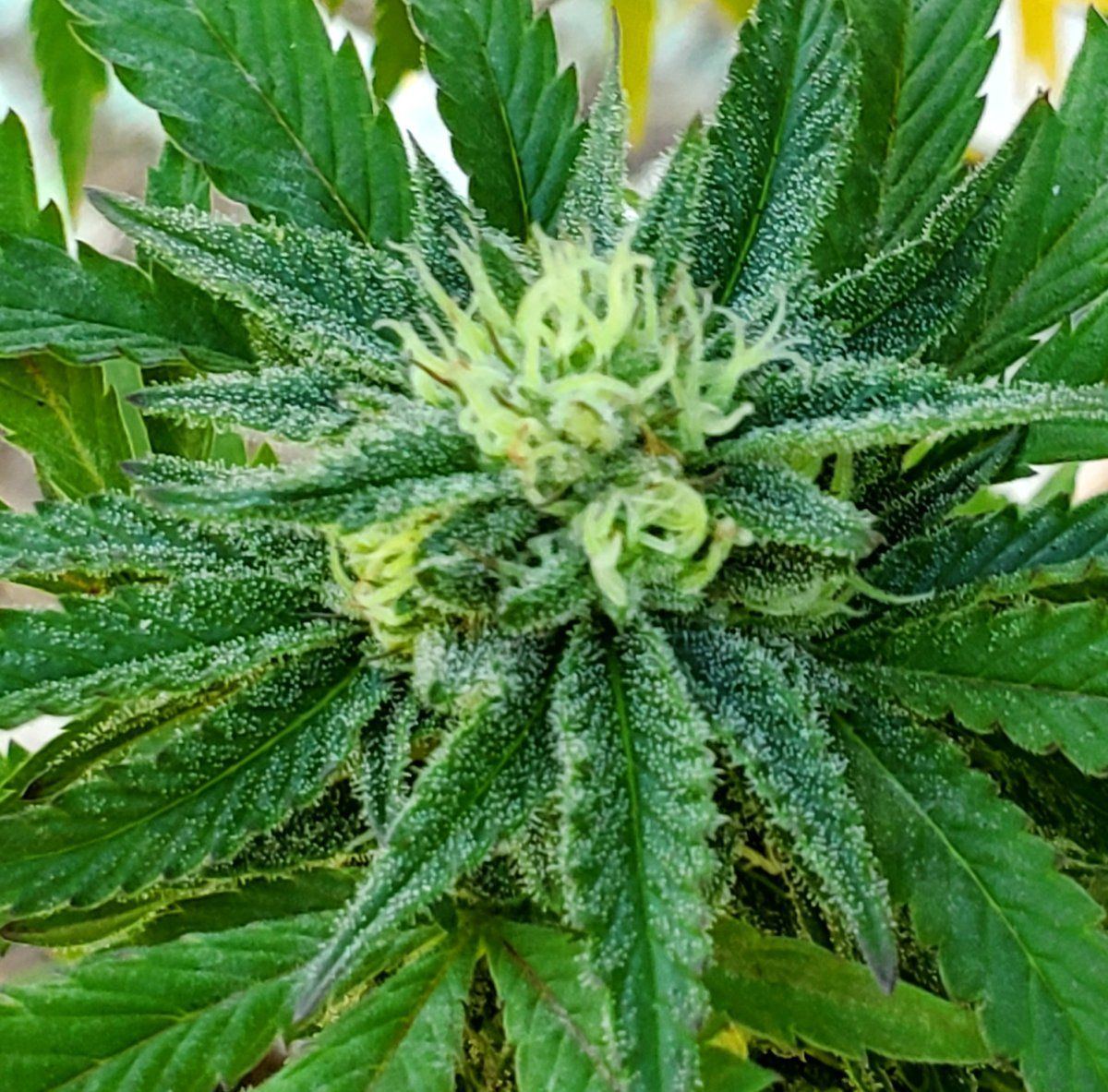 Jelly Breath 2 2023