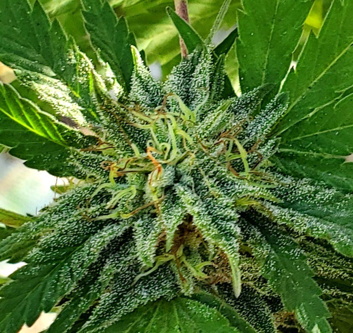Jelly Breath 2023