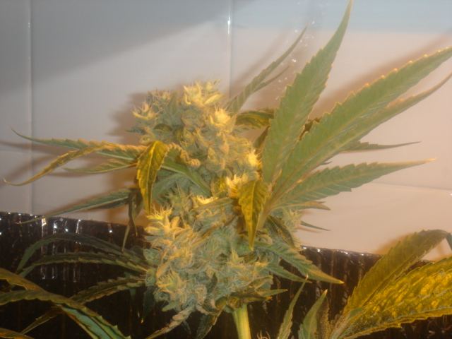 Jerrys Pictures of plant 128