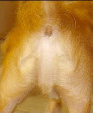 Jesus dog ass