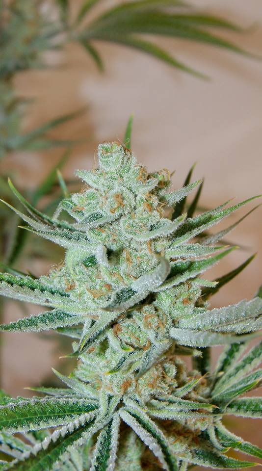 Jesus OG