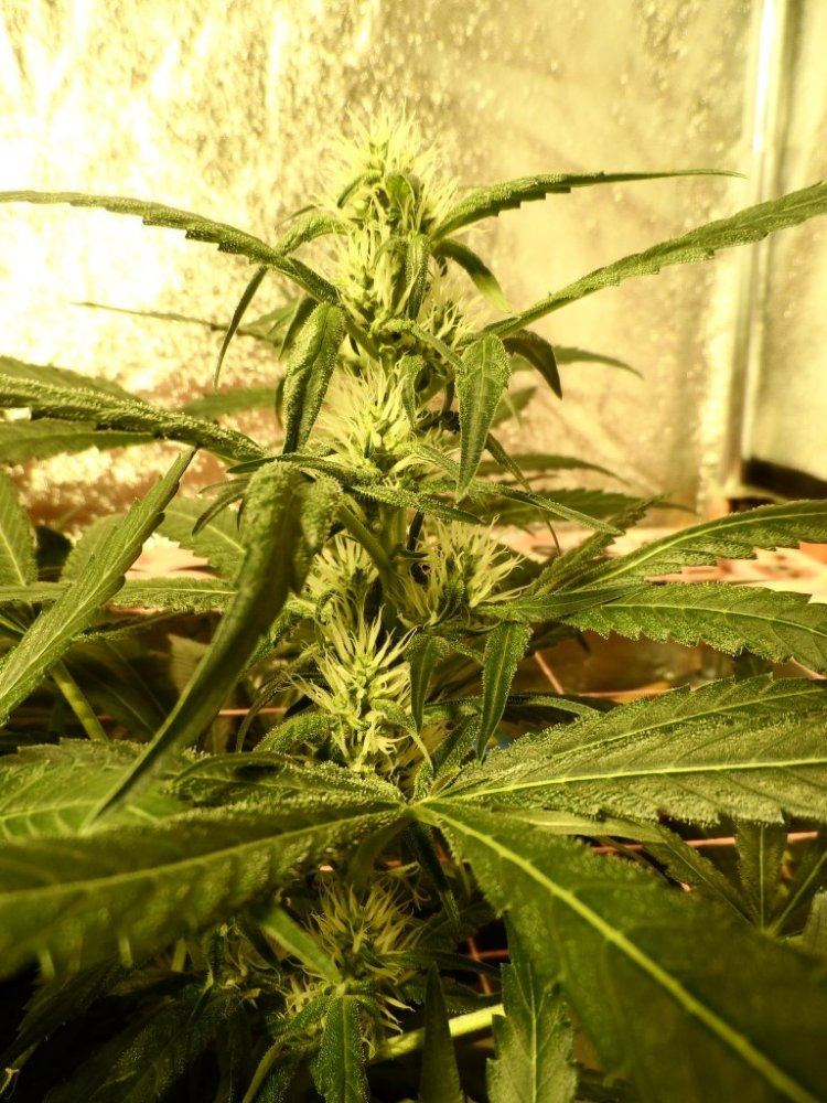 Jh bkpre98 bubba sketch 009