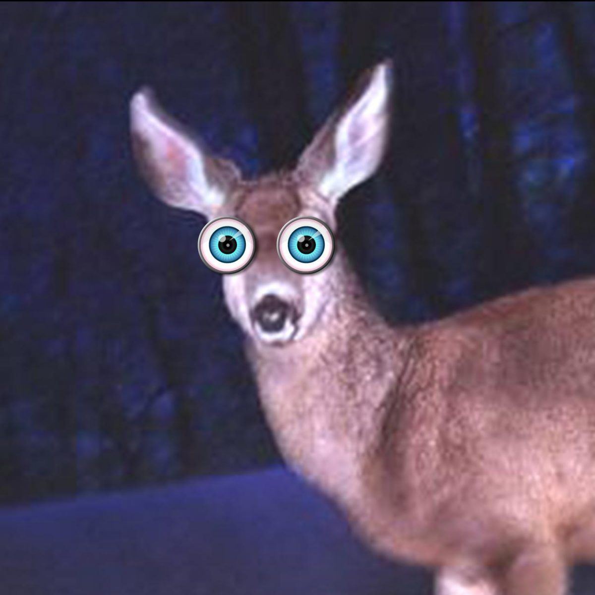 Jhondeer