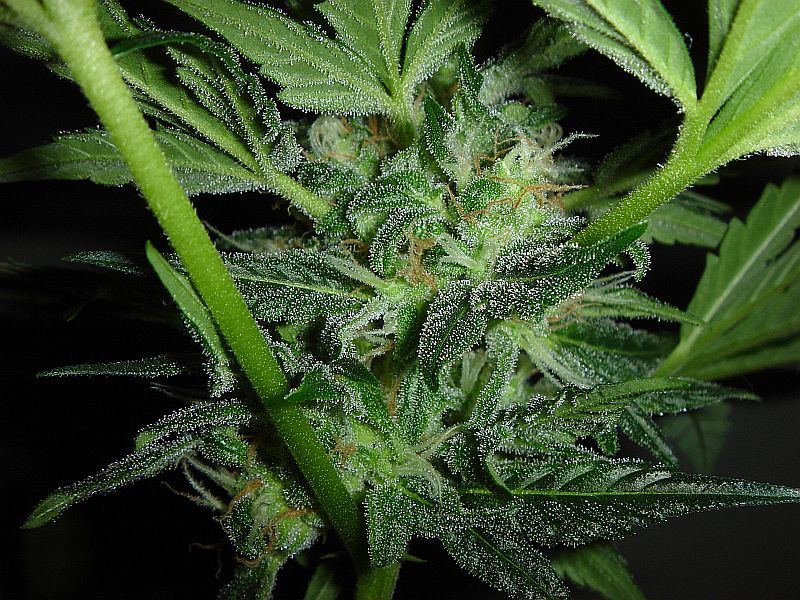JILLY BEAN 029