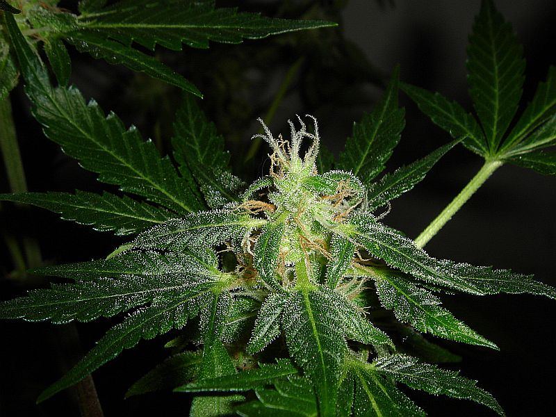 JILLY BEAN 030